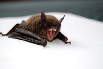 Fledermaus