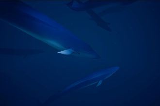 abzu